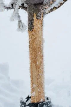 Damaged bark of a small fruit tree stripped by rabbits and small animals during Stock Photos