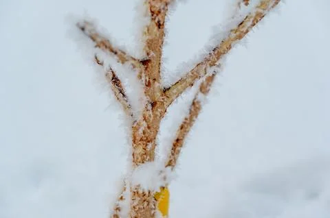 Damaged bark of a small fruit tree stripped by rabbits and small animals during Foto stock