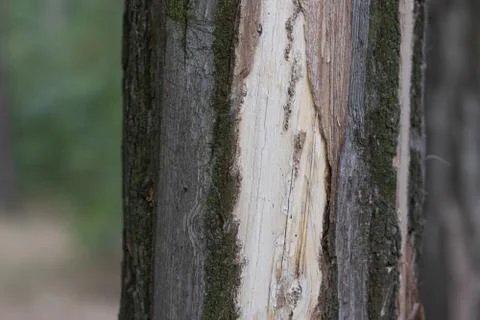 Damaged bark off tree trunk close up Stock Photos