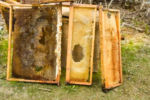 Damaged Bee Hive Frames 写真素材