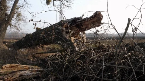 Damaged big tree, disaster hurricane, field Stock Footage 124177765