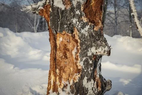 Damaged birch tree bark close-up. Snowy winter Stock Photos