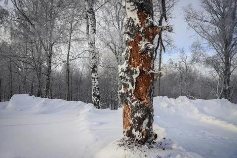 Damaged birch tree bark close-up. Snowy winter Stock Photos