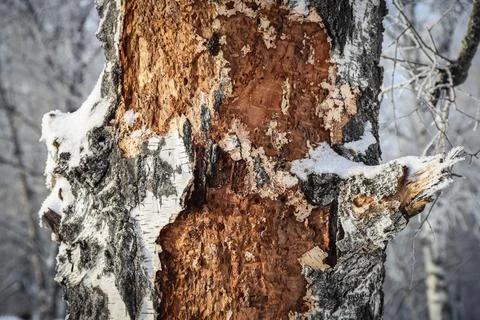 Damaged birch tree bark close-up. Snowy winter Stock Photos