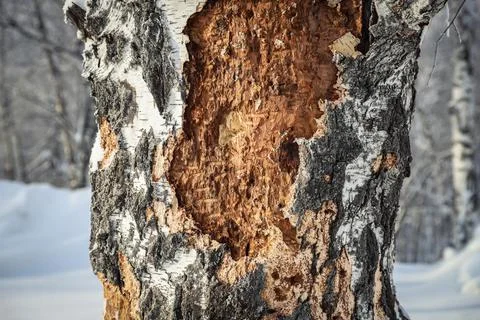 Damaged birch tree bark close-up. Snowy winter Stock Photos