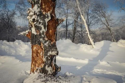 Damaged birch tree bark close-up. Snowy winter Stock Photos