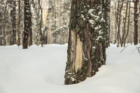 Damaged birch tree bark close-up. Snowy winter Stock Photos