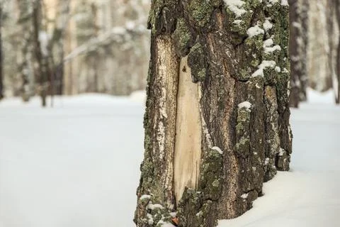 Damaged birch tree bark close-up. Snowy winter Stock Photos