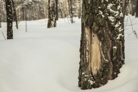 Damaged birch tree bark close-up. Snowy winter Stock Photos