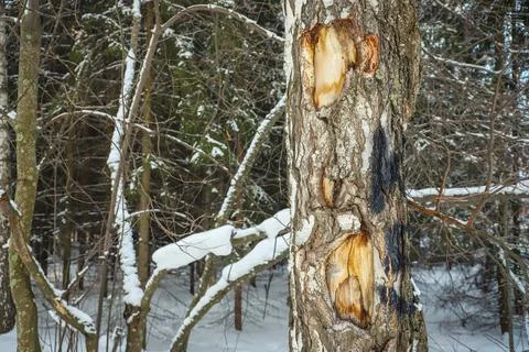 Damaged birch tree bark close-up. Snowy winter Stock Photos