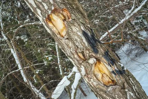 Damaged birch tree bark close-up. Snowy winter Stock Photos
