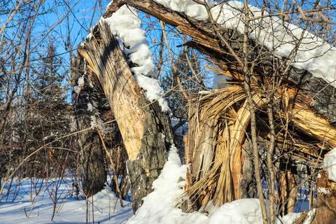 Damaged birch tree bark close-up. Snowy winter Stock Photos