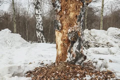 Damaged birch tree bark close-up. Snowy winter Stock Photos