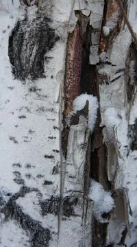 Damaged birch tree trunk, white birch bark Stock Photos