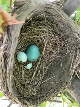 Damaged bird nest with broken egg Stock Photos