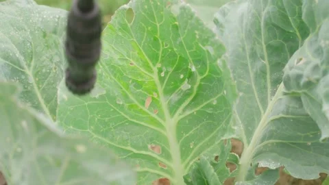 Damaged cabbage leaves with holes being sprayed close-up Stock Footage 340752679