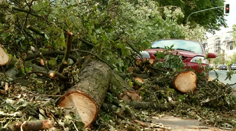 Damaged car because Uprooted Tree 스톡 동영상 39532136