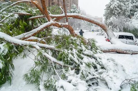 Damaged car by fallen tree during Storm Filomena in Madrid Stock Photos