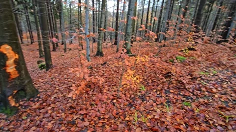 A damaged car rests among trees after leaving a curved mountain road, with .. Stock Footage 323791168