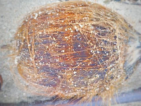 Damaged coconuts on the beach Stock Photos