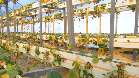 Damaged from cold winter strawberries in greenhouse Stock Footage 76505553