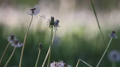 Damaged Common Dandelions moving on the wind in the grass close up Stock Footage 130494088