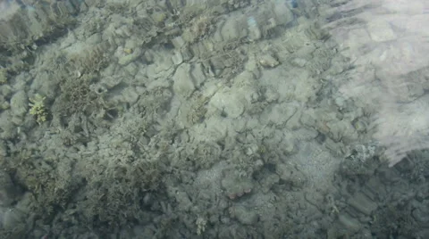 Damaged Coral Reef Video stock 50147707