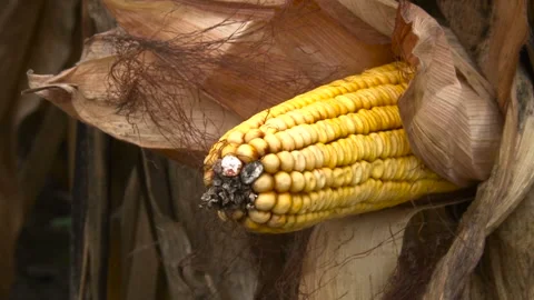 Damaged corn cob Stock Footage 153816732