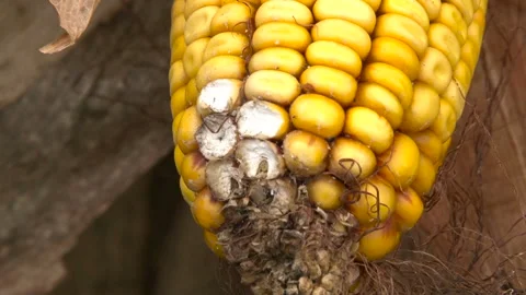 Damaged corn cob Stock Footage 153816881