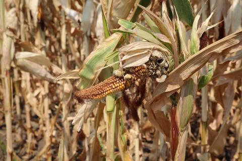 Damaged corn crop in field Stock Photos