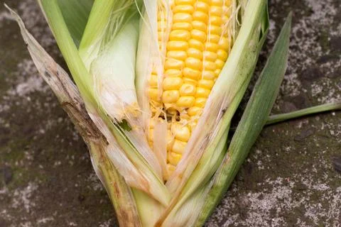 Damaged corn by insects Stock Photos