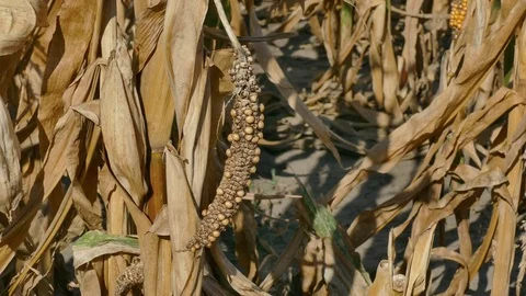 Damaged corn plant in field after drought Stock Footage 80267620