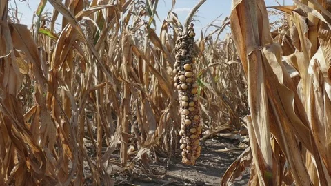 Damaged corn plant in field after drought HD zoom out video Stock Footage 84945113