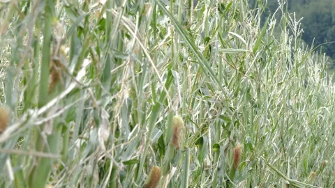 Damaged cornfield waving in the wind, global warming, hail storm Stock Footage 159131880