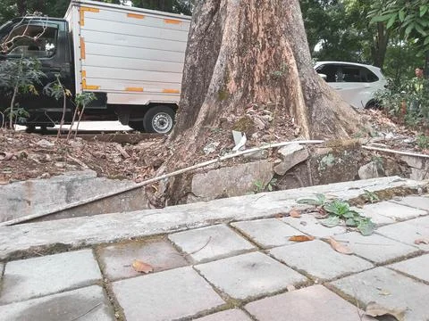 Damaged curb and large tree root next to a city street sidewalk Stock Photos