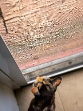 Damaged Door Screen Mesh with Cat Scratches and Holes Pet Destruction Home .. Stock Photos