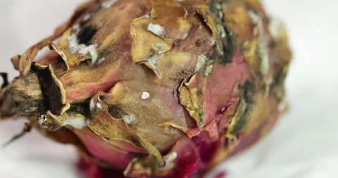 Damaged Dragon Fruit in Studio Lighting Stock Footage 314566592