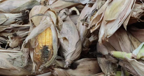 Damaged dry corn displayed in a market Stock Footage 324263932