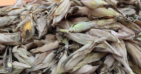 Damaged dry corn displayed in a market Stock Footage 324264673