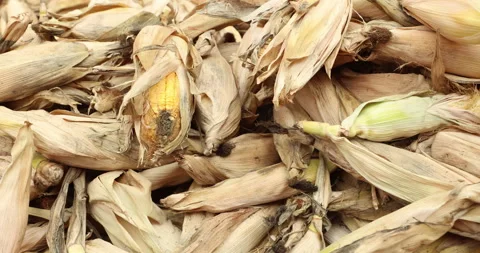 Damaged dry corn displayed in a market Stock Footage 324265150