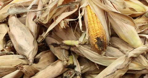 Damaged dry corn displayed in a market Stock Footage 324266196