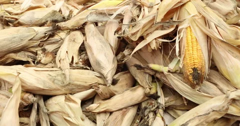 Damaged dry corn displayed in a market Stock Footage 324266758