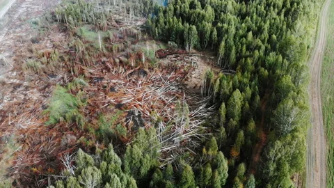 Damaged forest, ecological accident, trees were cut to prevent fire. Aerial view Stock Footage 162296417