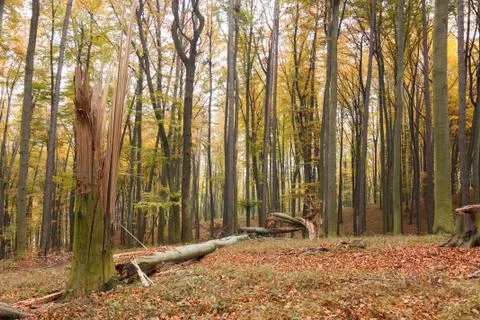 Damaged forest Foto stock