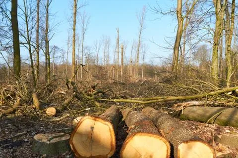 Damaged Forest Stock Photos