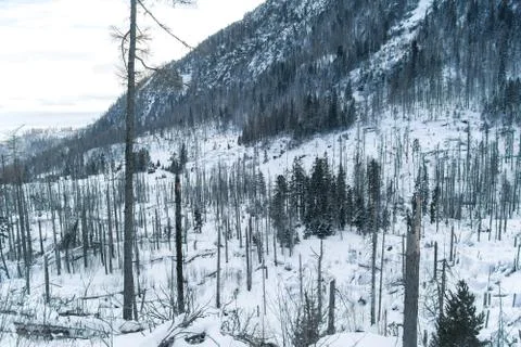 Damaged forest Stock Photos