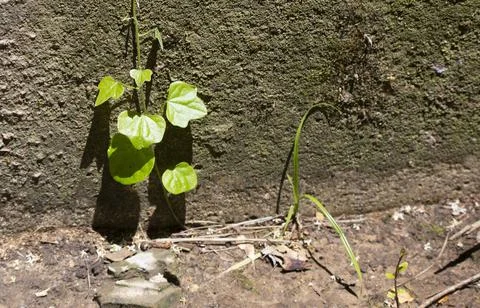 Damaged Foundation Foto stock