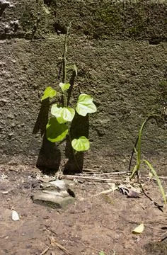Damaged Foundation Stock Photos