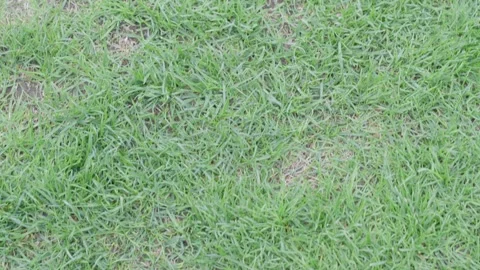 Damaged grass texture top view for dry lawn background with unhealthy turf and Stock Footage 338036554