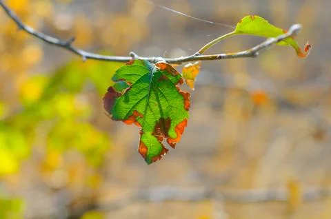 Damaged green leaf on a tree close-up Stock Photos